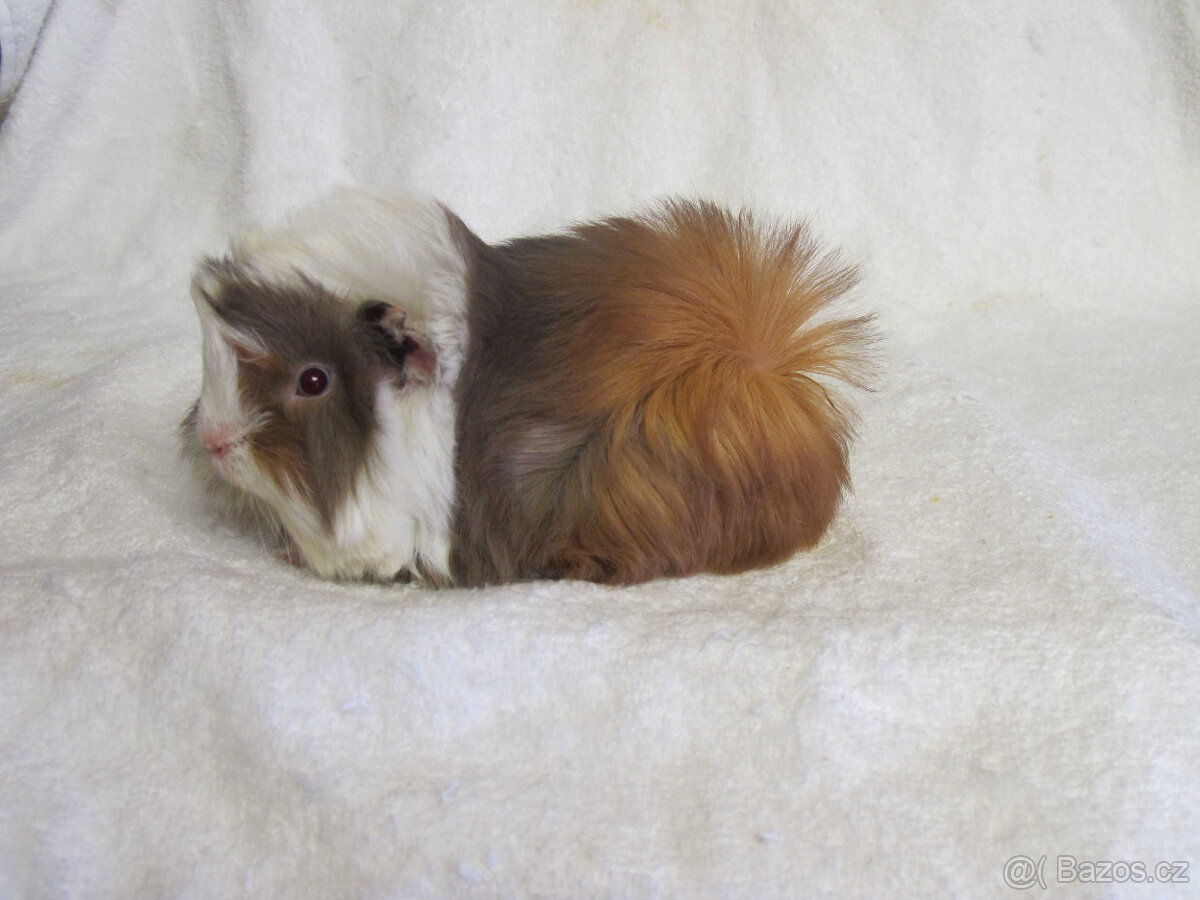 Morče peruánec - 5