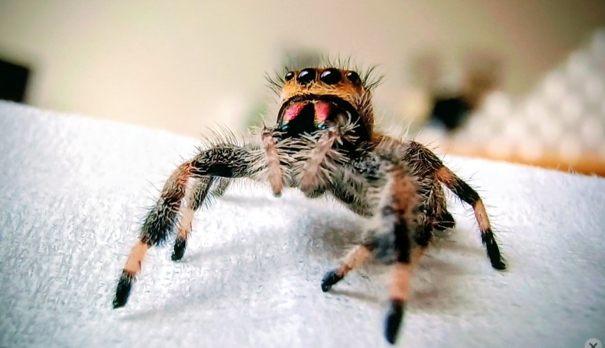 Skákavka královská - Phidippus regius - 5