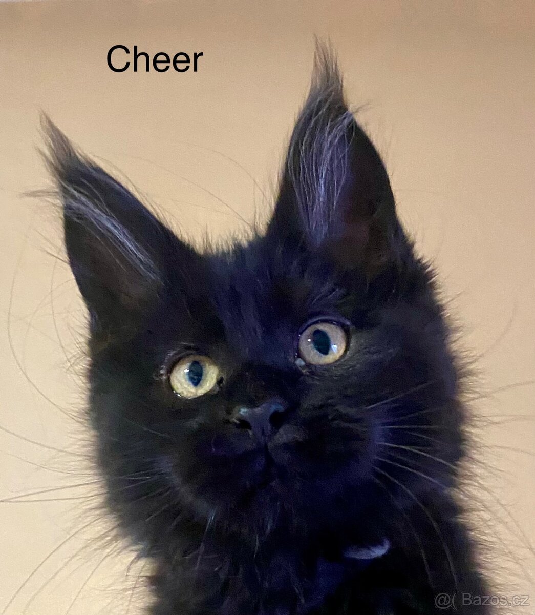 Mainská mývalí s PP - 5