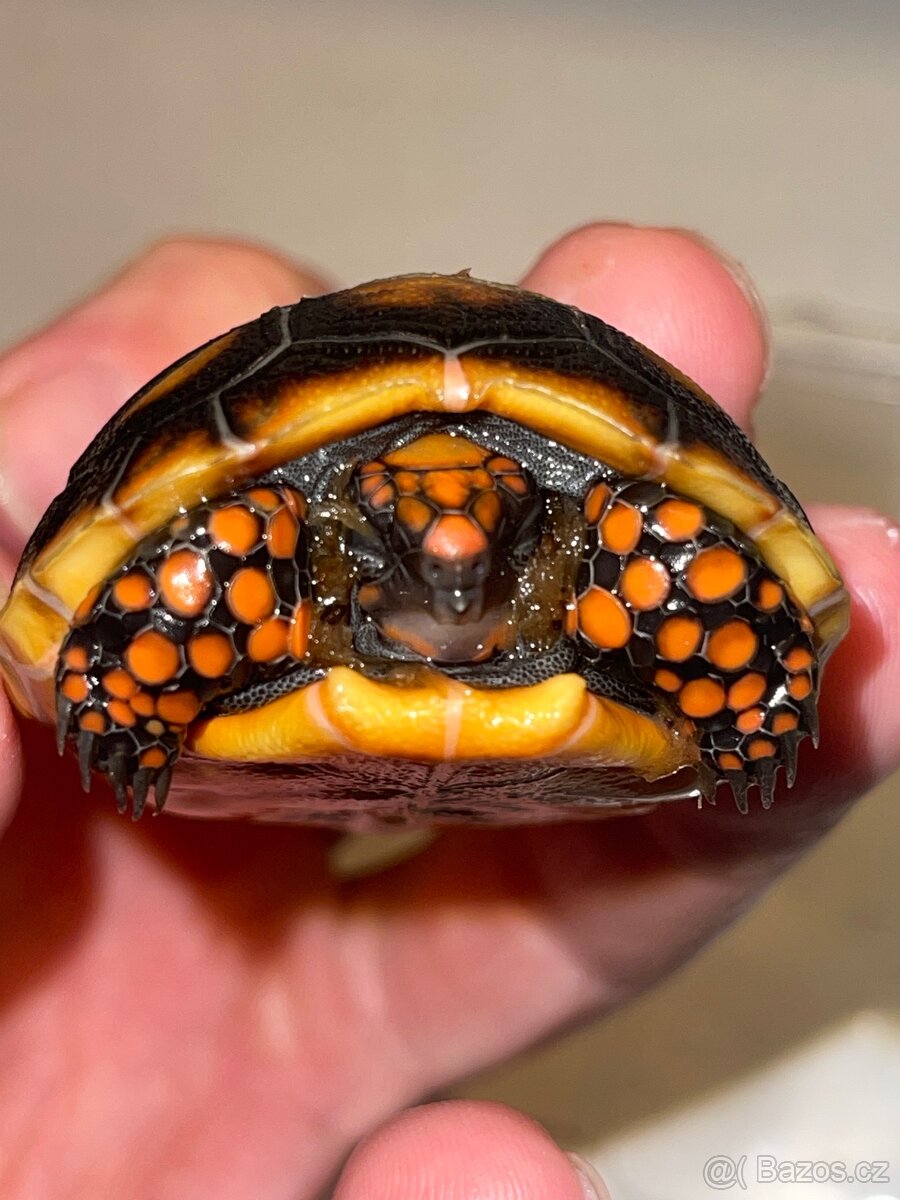 Mláďata - želva uhlířská - 5