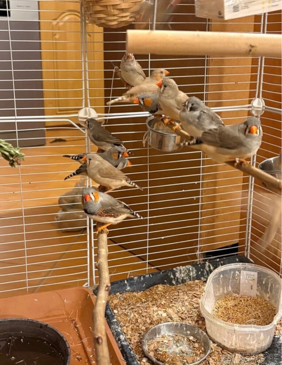 Zebřička pestrá - 5