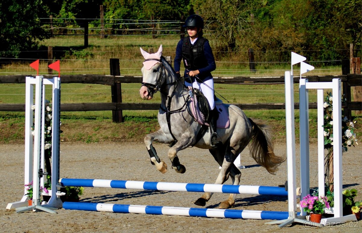 Mladý Pony Welsh 148cm - 5