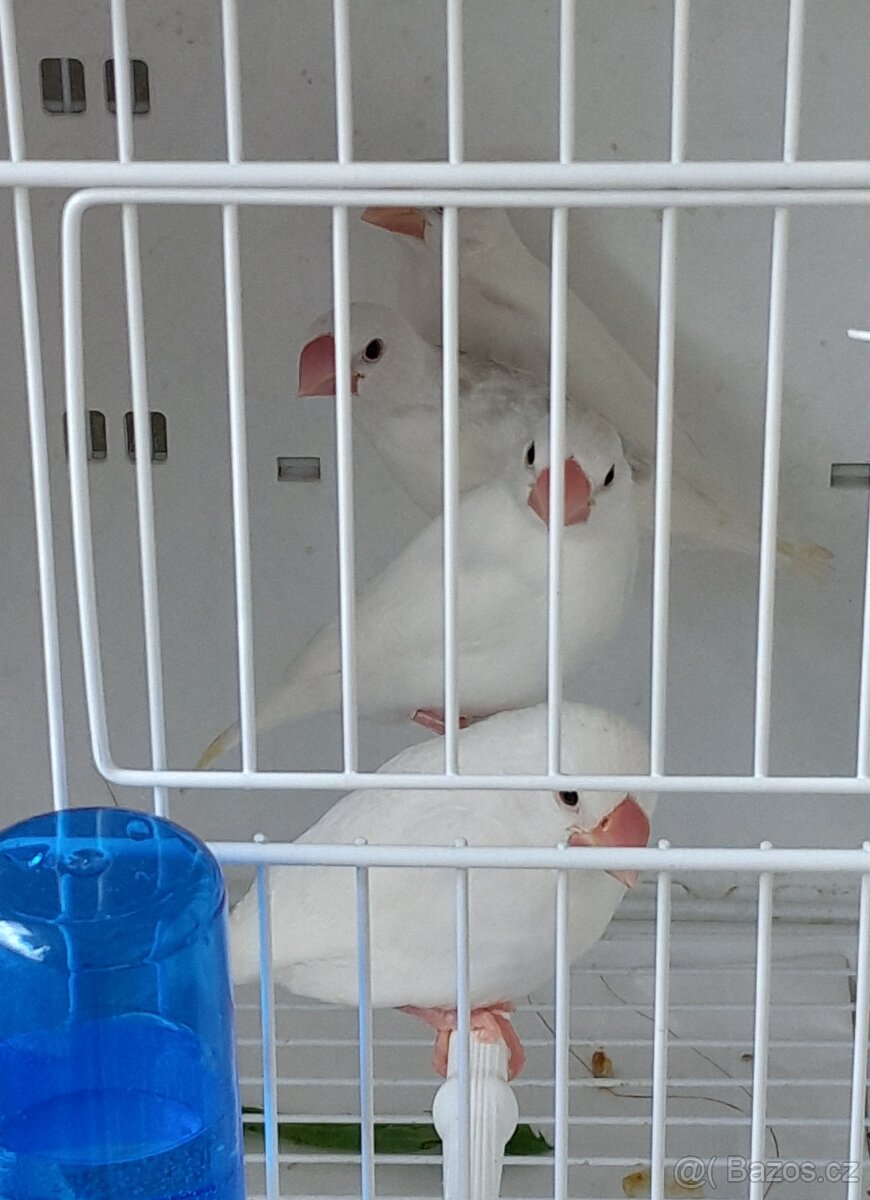 Rýžovník bílý, - 5