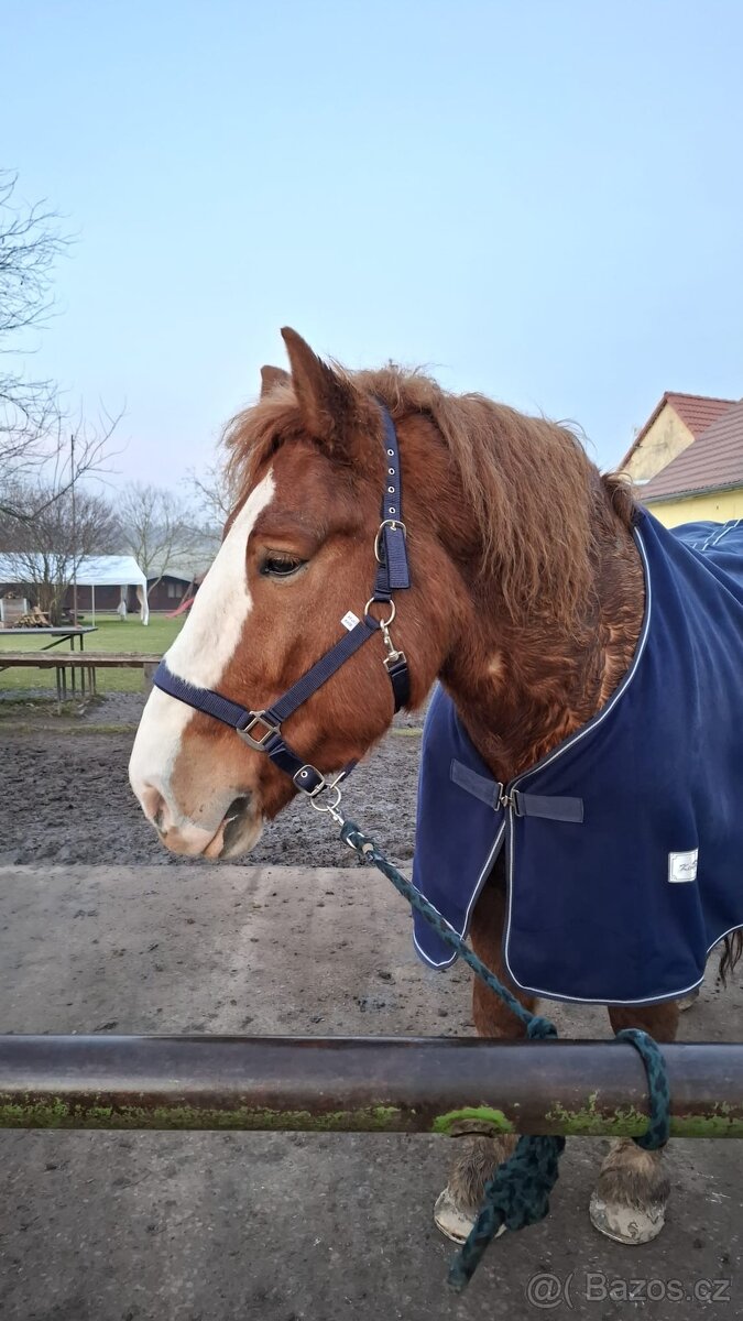Maďarský chladnokrevník - 5