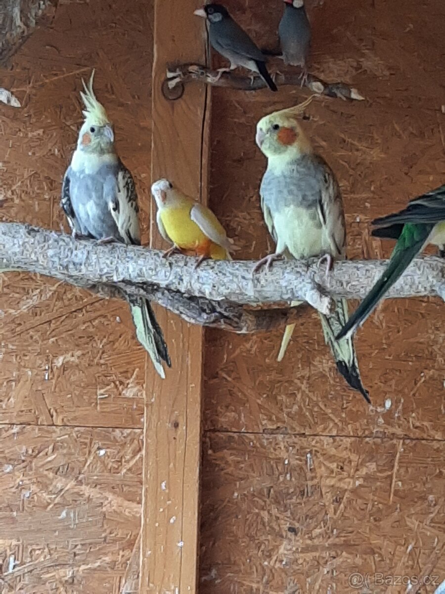 Korely ... korela - 5