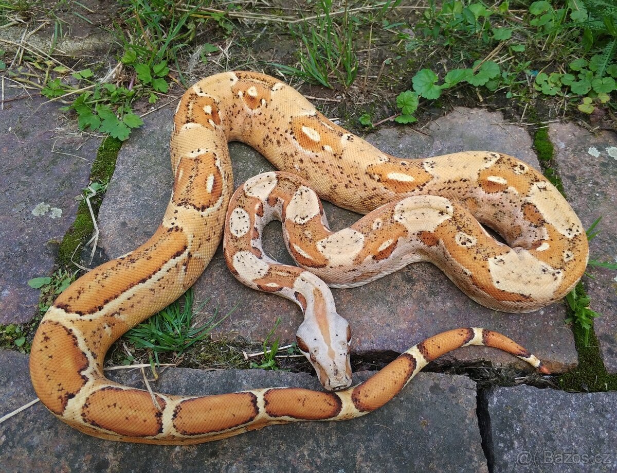 Boa imperator - Paradise Sunglow Aztec, Sunglow Motley - 5
