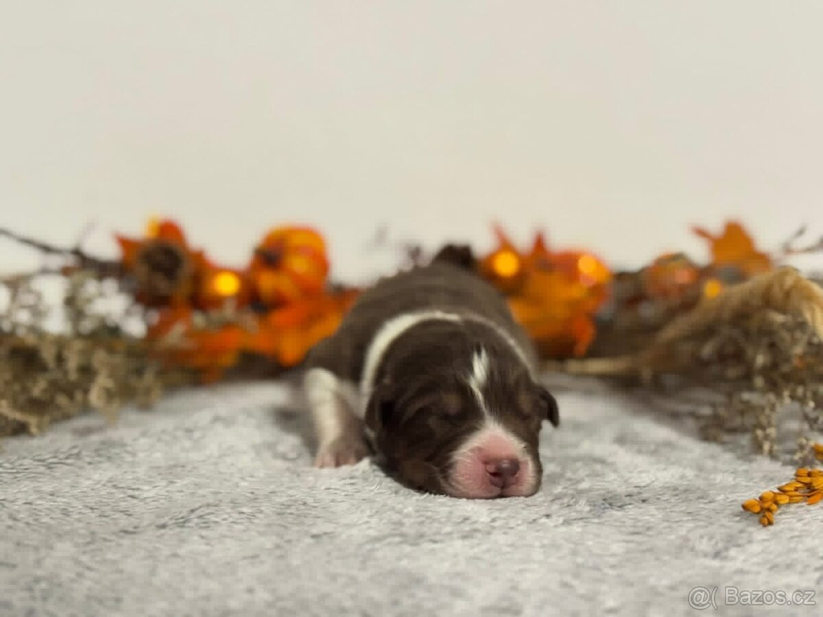 Australský ovčák s PP - 5