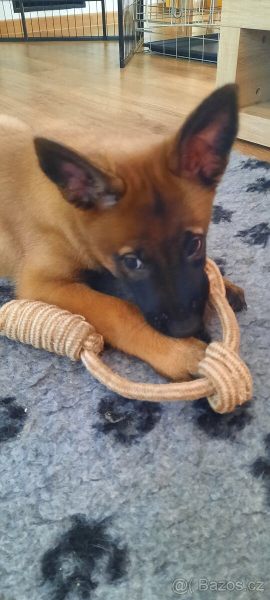 Belgický ovčák malinois s PP - 5