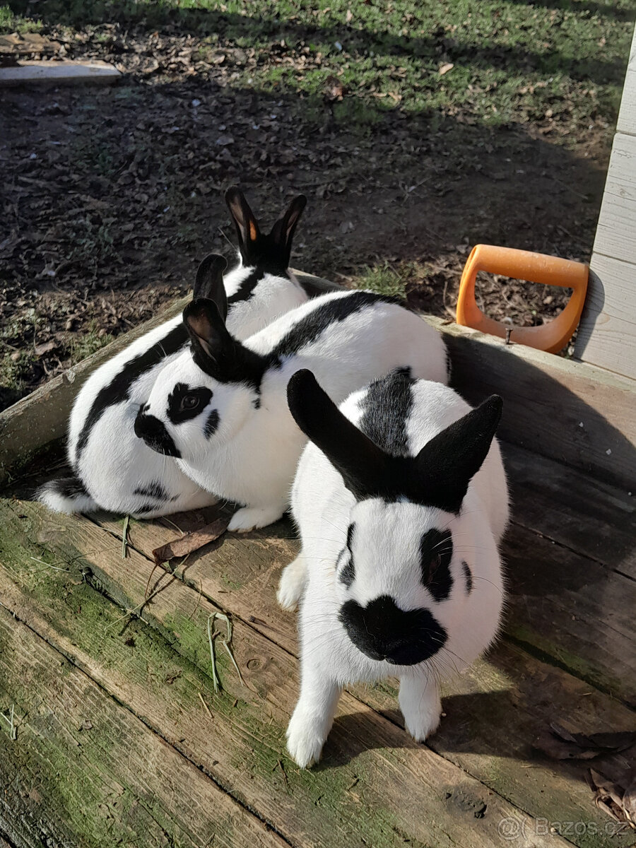 Prodám české strakáče - 5