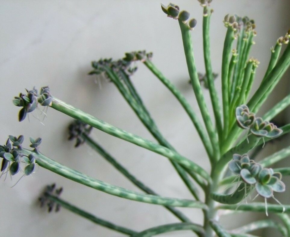 Kalanchoe delagoensis - sazeničky z listů - 5