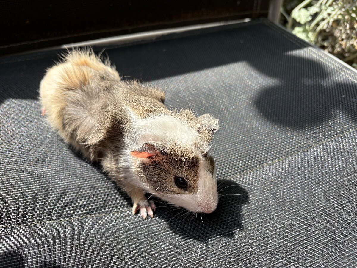 MORCE , MORČATA , MORČÁTKA 🐹 - 5