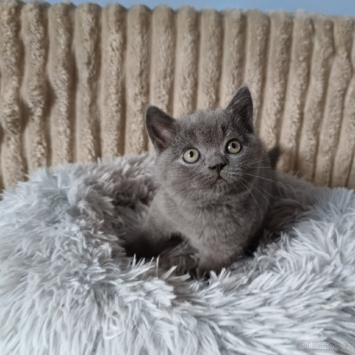 Britská koťata - 5