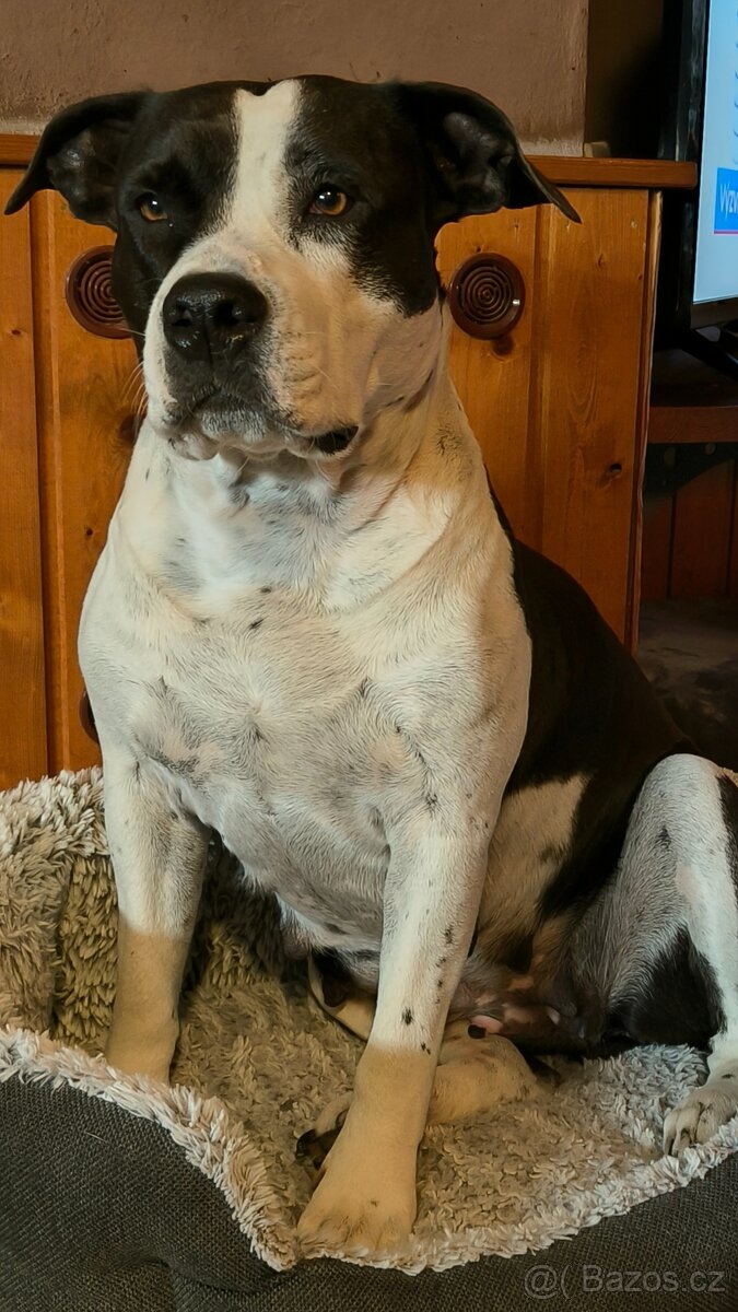 Americký stafordšírský teriér - 5