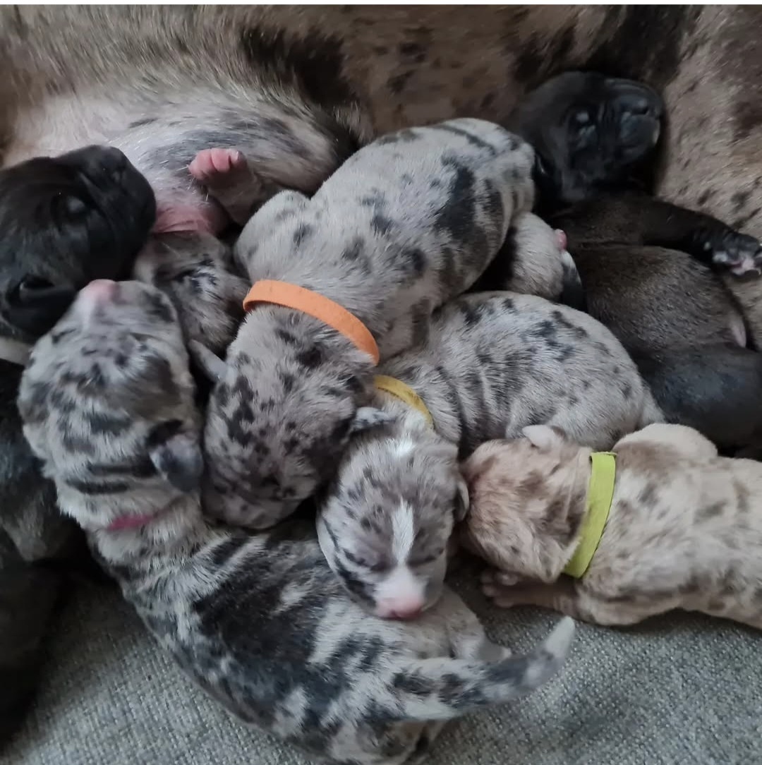 American bully xl-krytí - 5