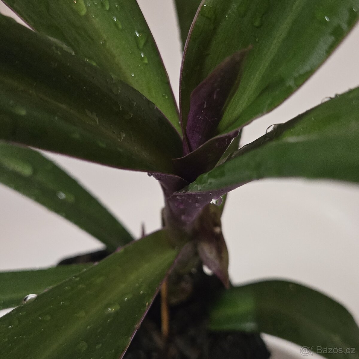 Tradescantia spathacea - 5