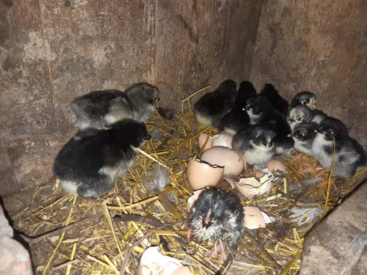 Násadová vejce Zerzejsky obr, yersey gigant - 5