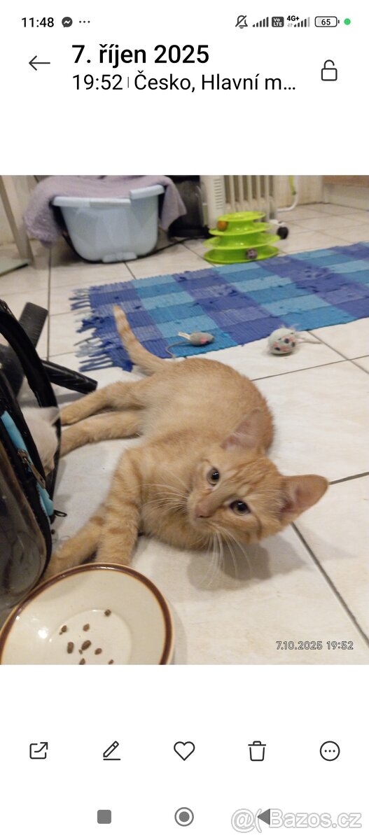Krásný zrzavý kocourek - 5