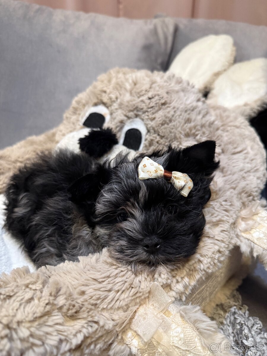 Jorkširský teriér pejsek s PP - 5