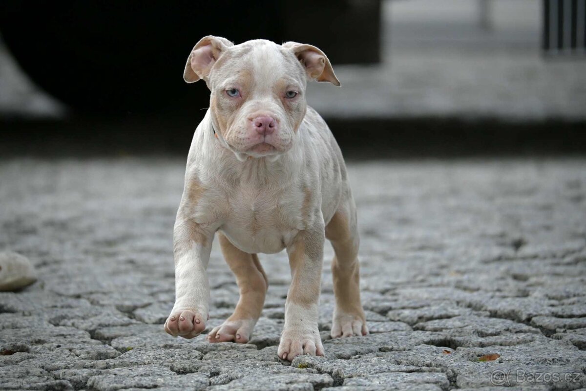 American Bully štěňátka - 5