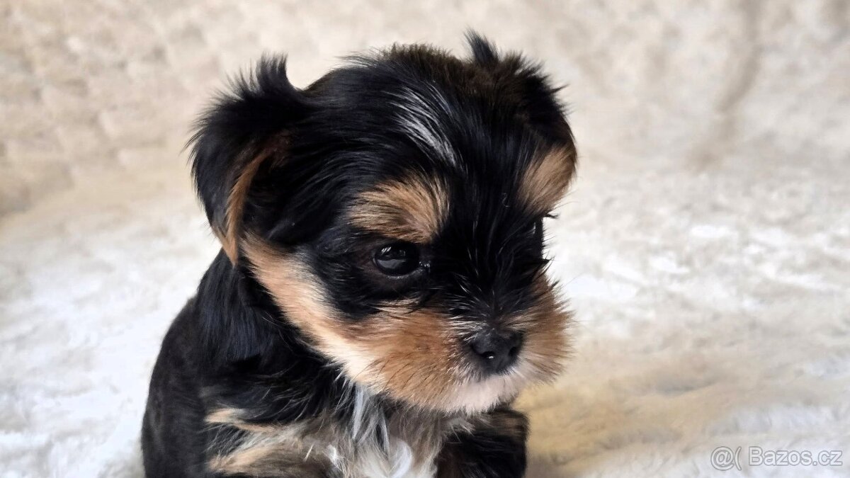 Jorkšírský teriér s PP FCI - 5