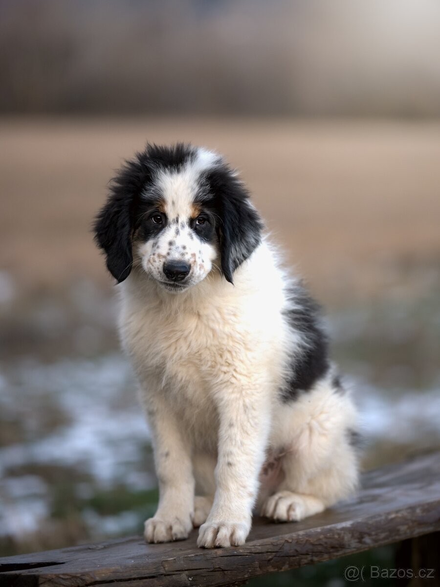 Šteniatko tornjaka s PP - 5