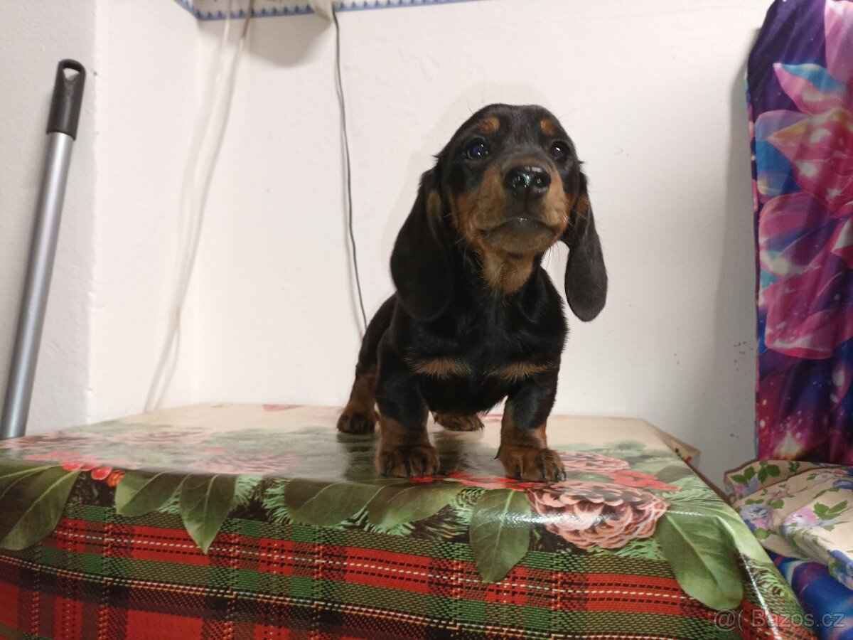 Jezevčík trpasličí - 5