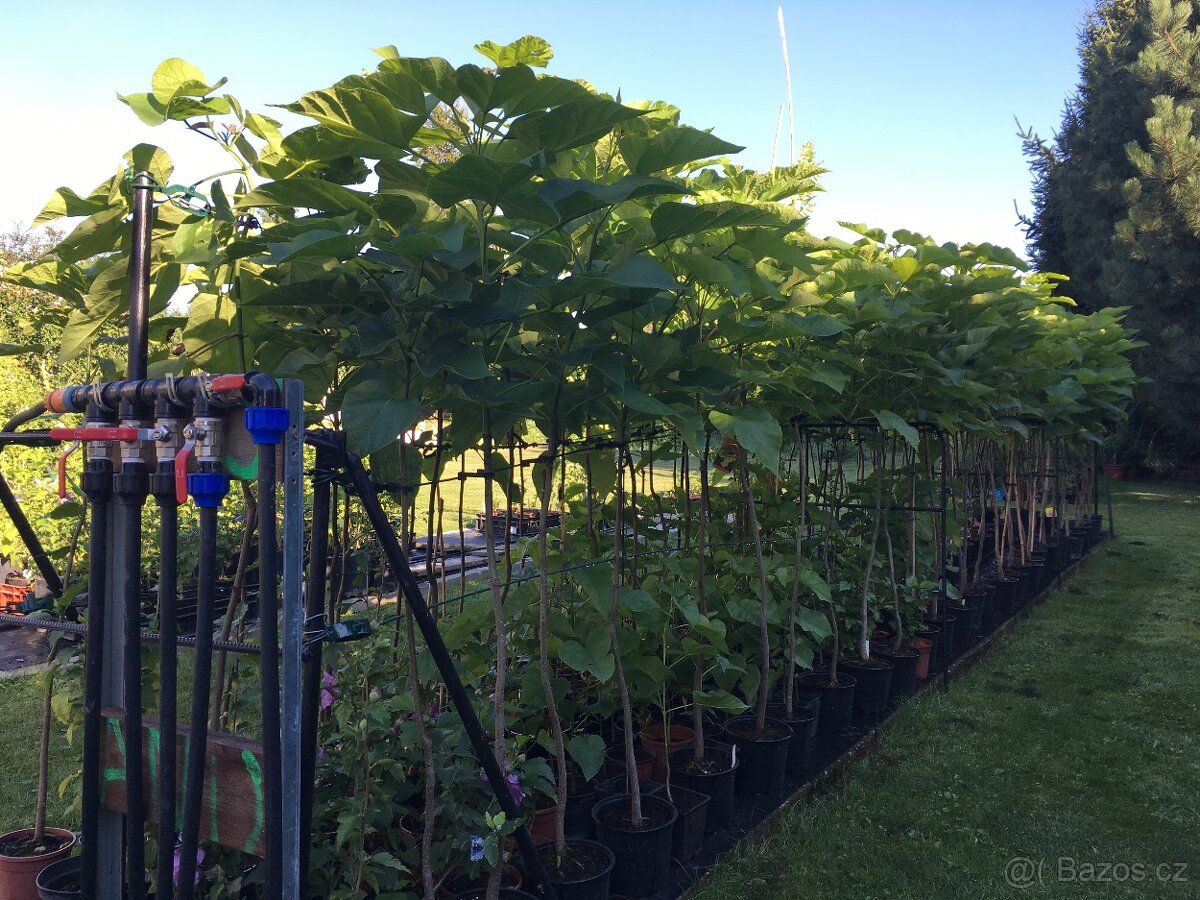 Catalpa stromky 140 až 230 cm - 5
