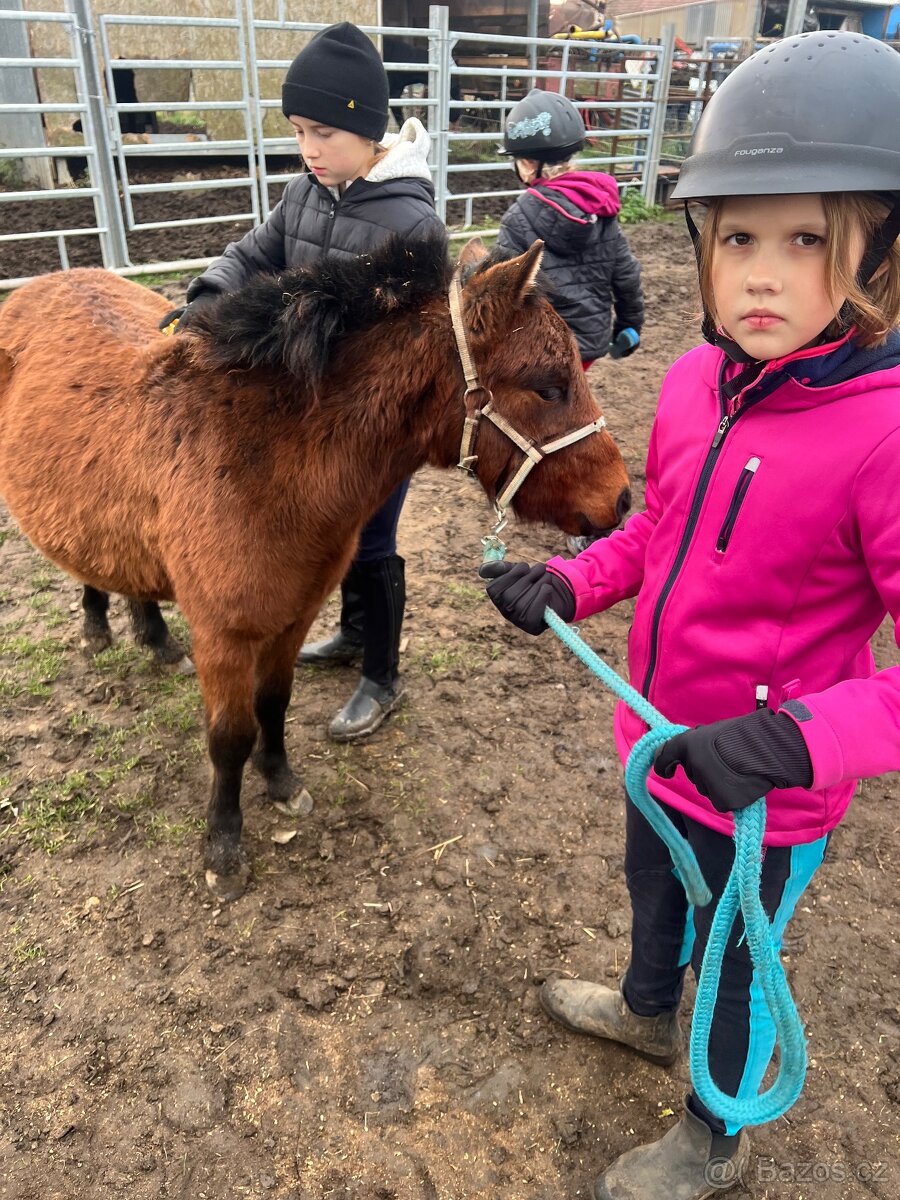 Pony hřebeček zvyklý na děti - 5