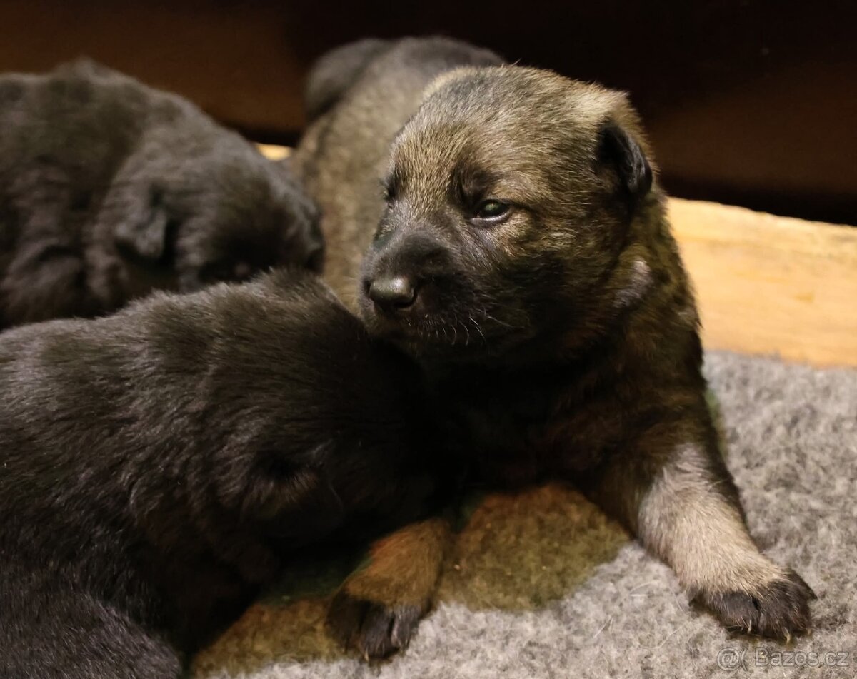 Německý ovčák štěňata s PP ❤️ - 5