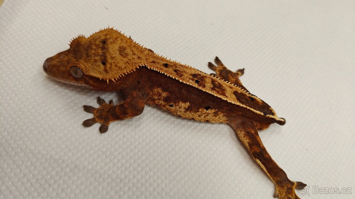 Pagekon řasnatý, correlophus cilliatus, ciliát - 5