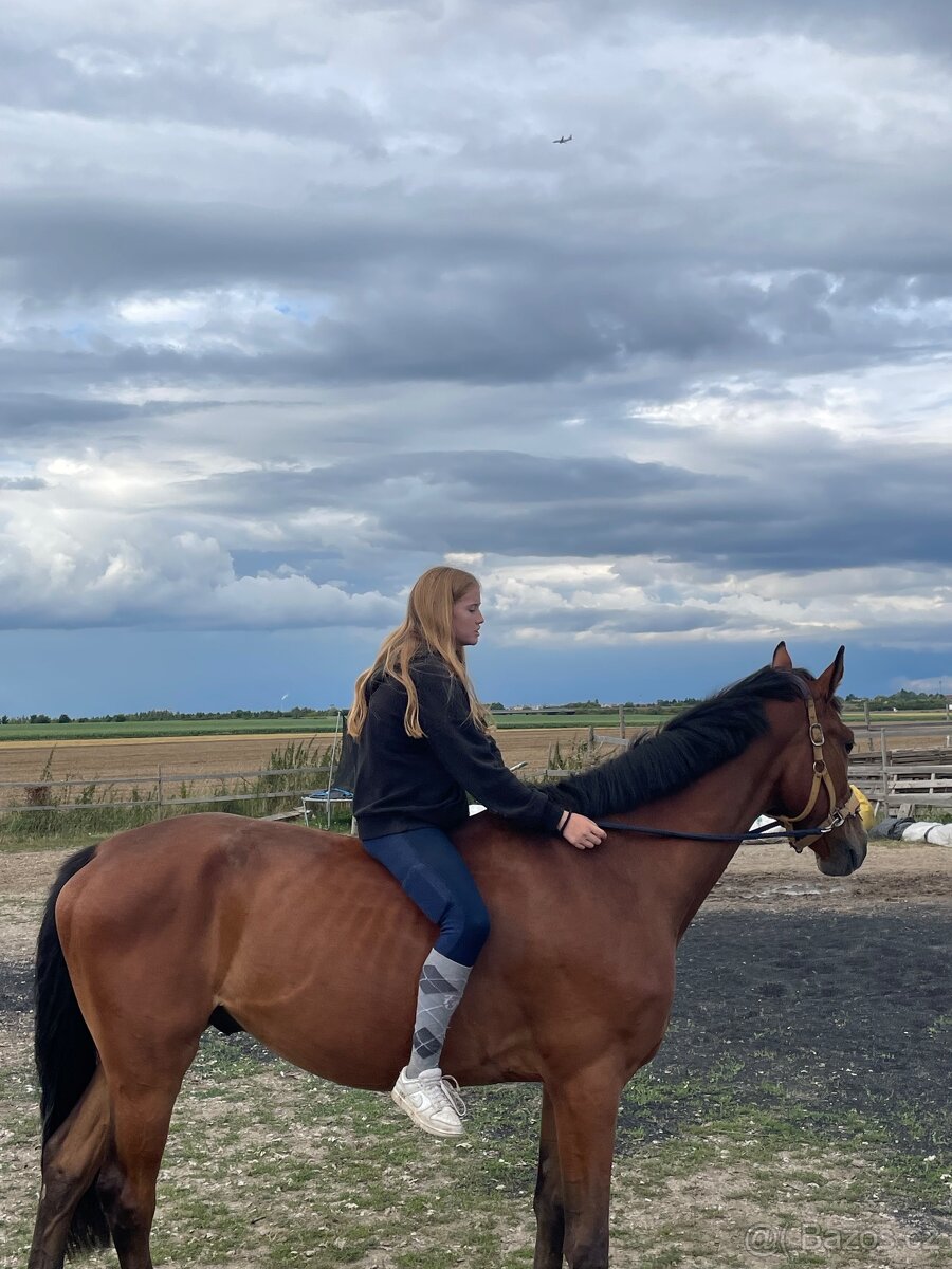 Hledám pronájem kone - 5