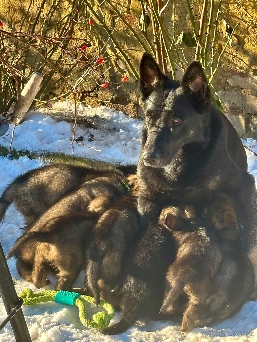 Německý ovčák - 5