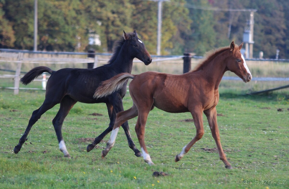 Koně přímo od chovatele - 5