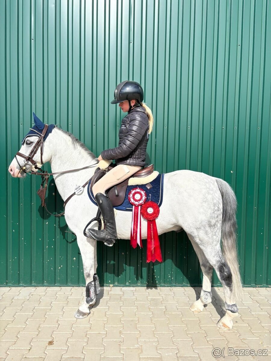 Nádherný pony valach - 5