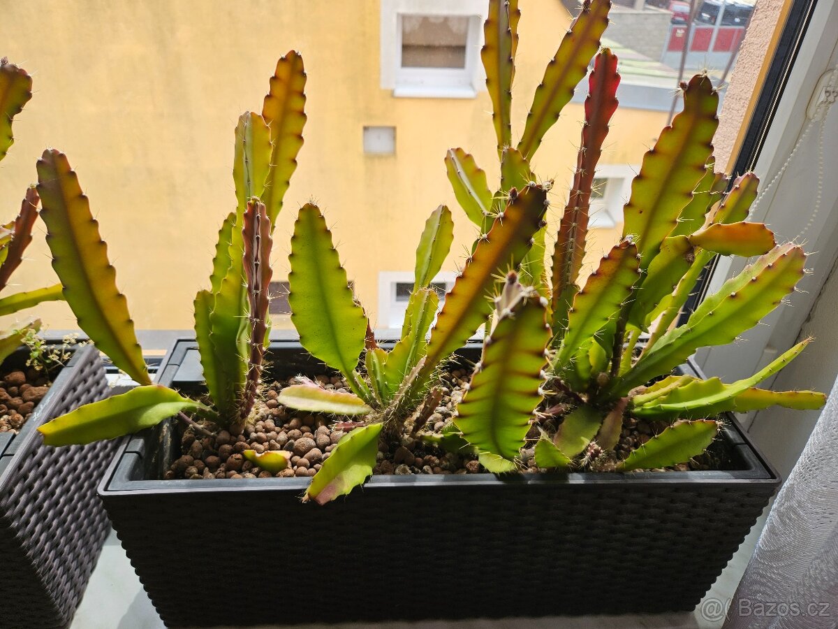 Epiphyllum ackermannii - 5