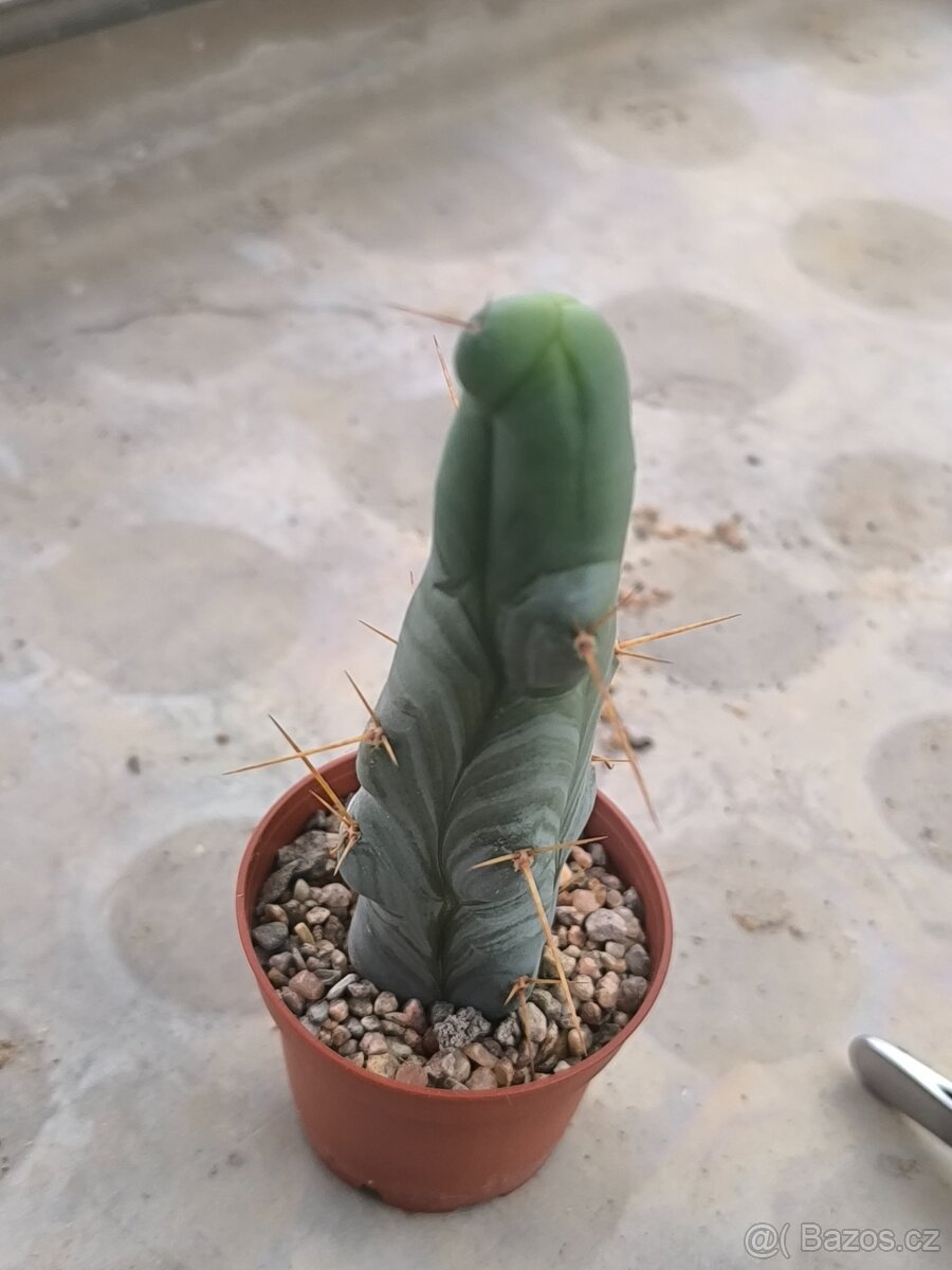 Sukulenty a kaktusy - 5