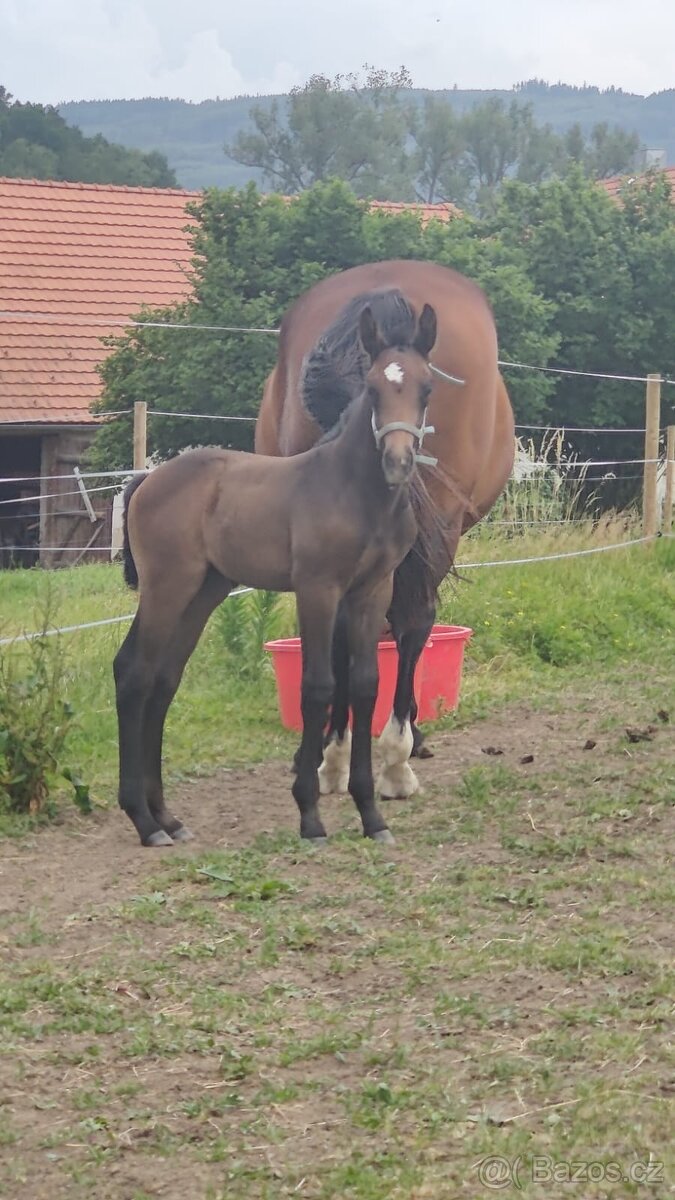 Letošní hřebeček po Li-Quite - 5