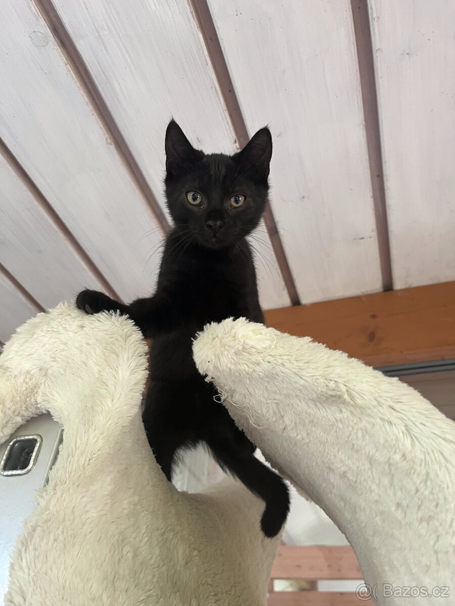 Kotě mainské mývalí Čert - 5