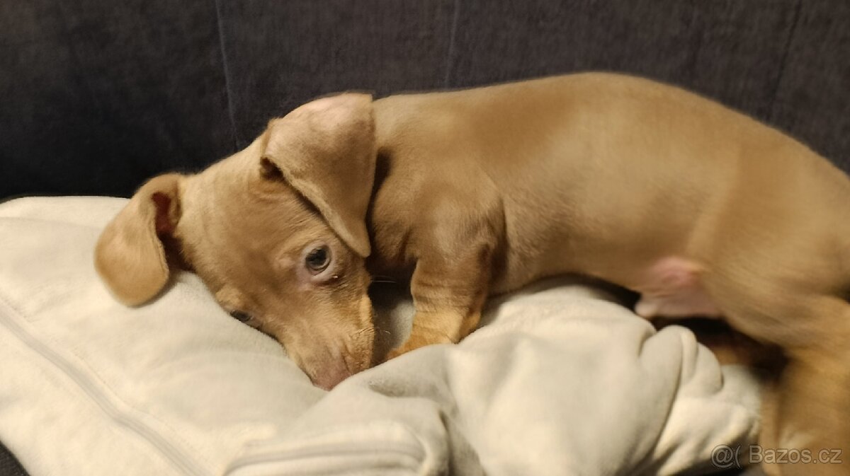 Jezevčík trpasličí pejsek bez PP - 5