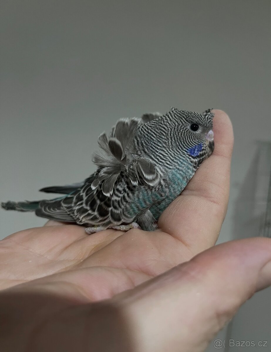 Andulka Blackface Hagoromo (helikoptéra) - 5