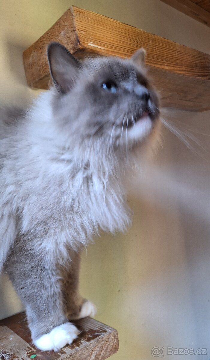 Krásná Ragdoll kočička s pp - 5