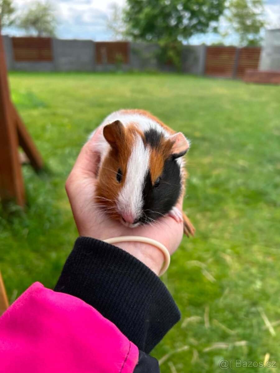 Morčátka samečci - 5