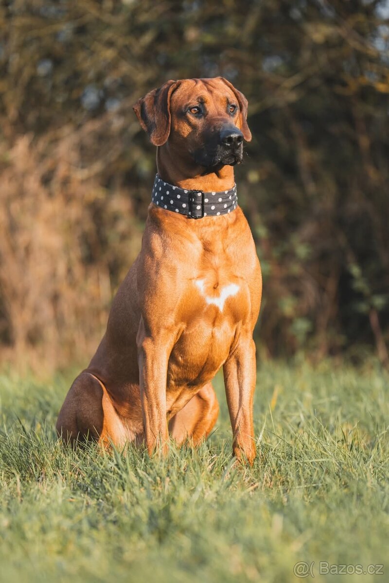 Chovatelská stanice Imbwa Moyo nabízí krycího psa :-) - 5