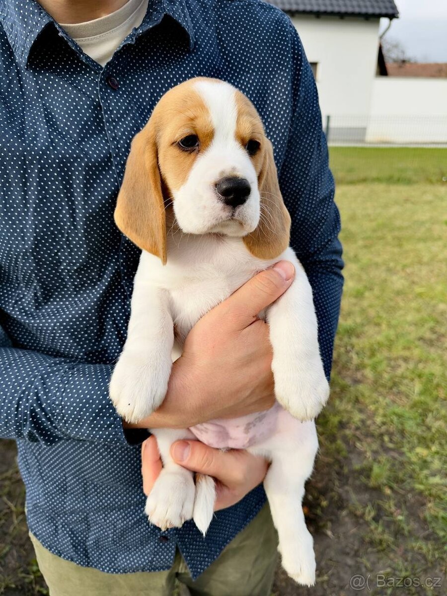 Štěně bígla s PP - 5