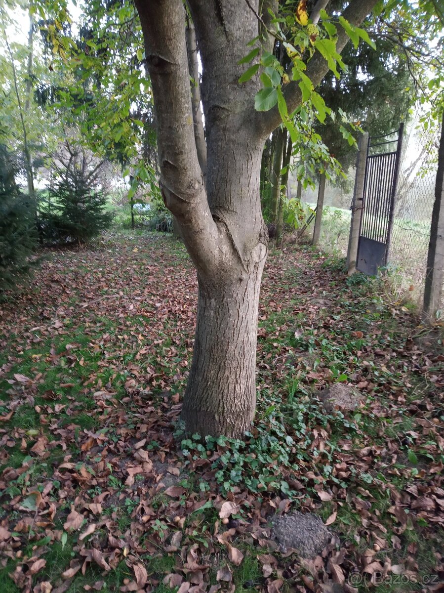 Pronájem zahrady - 5