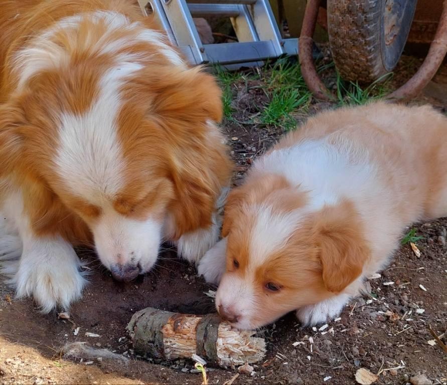 border kolie ee - red - 5