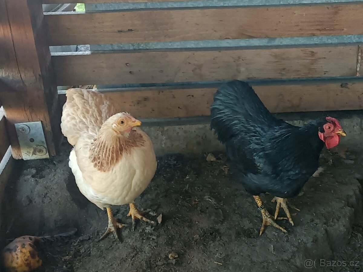 Wyandotka zdrobnělá - kohouti - 5