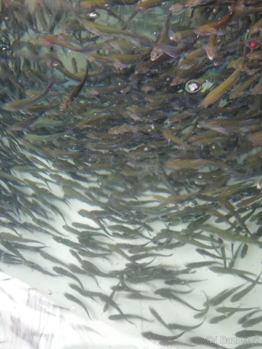 Nasada Pstruh duhový - 5