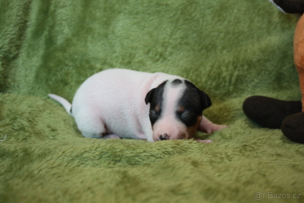 Americký bezsrstý teriér štěňata - 5