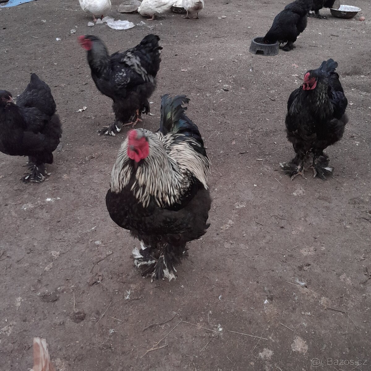 Kohouti brahmanky - 5